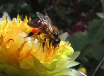 Bees 1.jpg