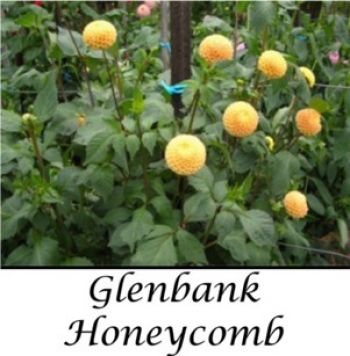 Pompon Glenbank Honeycomb.jpg