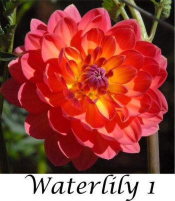 Seedling Waterlily 1.jpg
