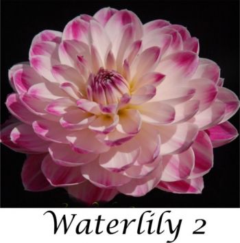 Seedling Waterlily 2 1.jpg